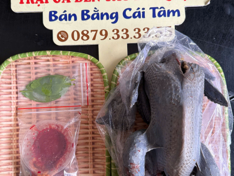 Trại gà đen Tây Bắc Sơn Vũ