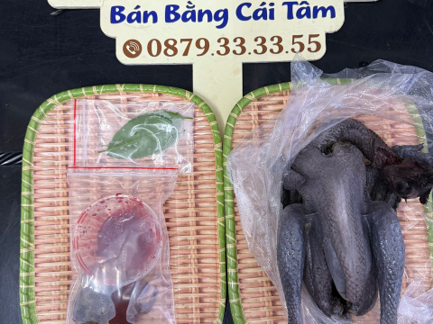 Trại gà đen Tây Bắc Sơn Vũ