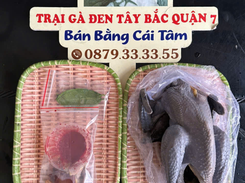 Trại gà đen Tây Bắc Sơn Vũ