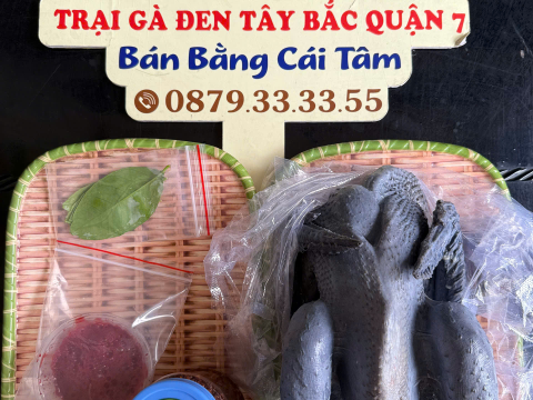 Trại gà đen Tây Bắc Sơn Vũ