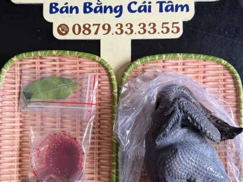 Trại gà đen Tây Bắc Sơn Vũ