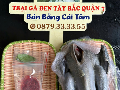 Trại gà đen Tây Bắc Sơn Vũ