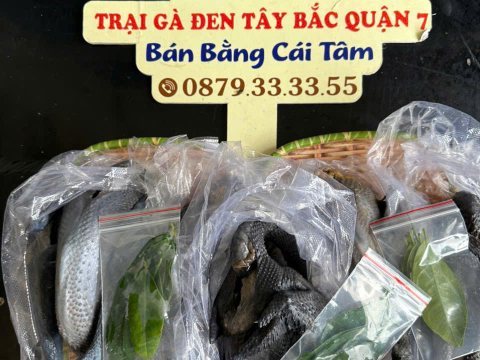 Trại gà đen Tây Bắc Sơn Vũ