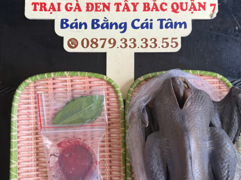 Trại gà đen Tây Bắc Sơn Vũ