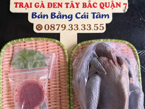 Trại gà đen Tây Bắc Sơn Vũ