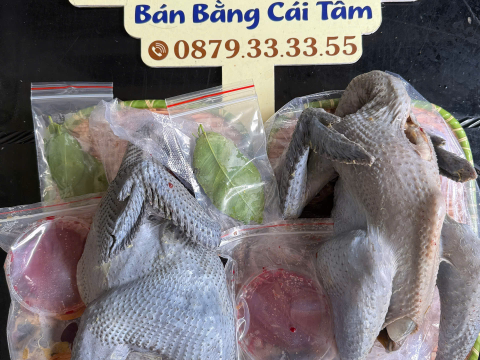Trại gà đen Tây Bắc Sơn Vũ
