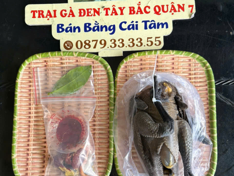 Trại gà đen Tây Bắc Sơn Vũ