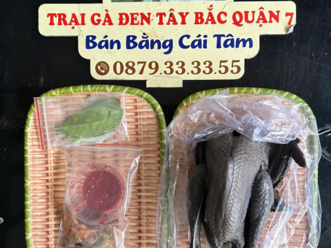 Trại gà đen Tây Bắc Sơn Vũ
