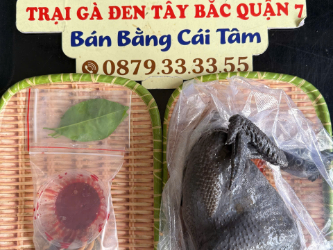 Trại gà đen Tây Bắc Sơn Vũ