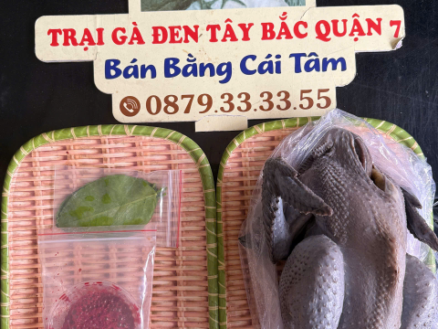 Trại gà đen Tây Bắc Sơn Vũ