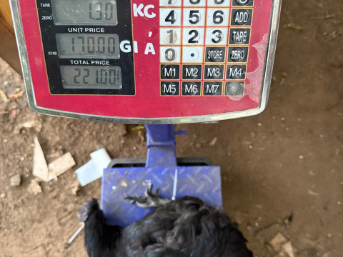 Trại gà đen Tây Bắc Sơn Vũ