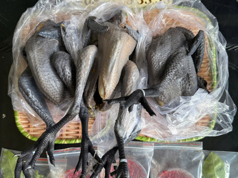 Trại gà đen Tây Bắc Sơn Vũ