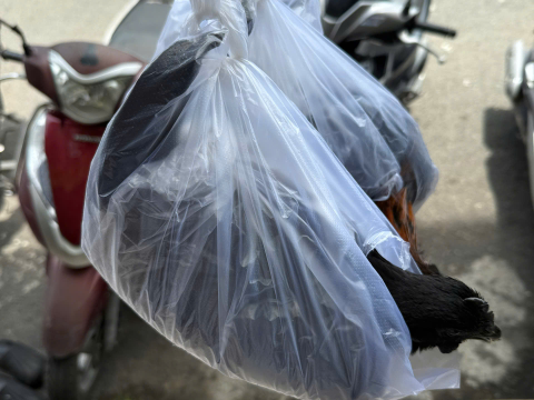 Trại gà đen Tây Bắc Sơn Vũ