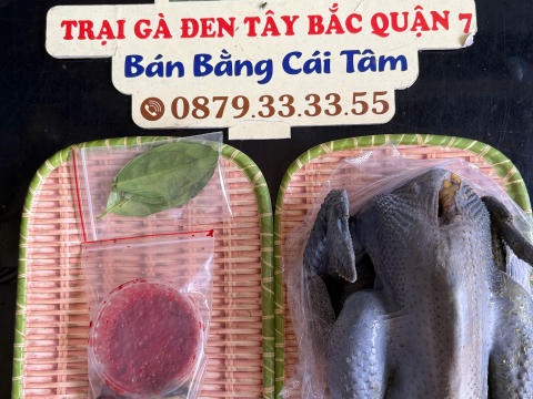 Trại gà đen Tây Bắc Sơn Vũ