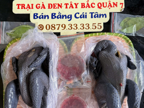 Trại gà đen Tây Bắc Sơn Vũ