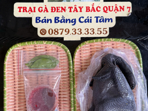 Trại gà đen Tây Bắc Sơn Vũ