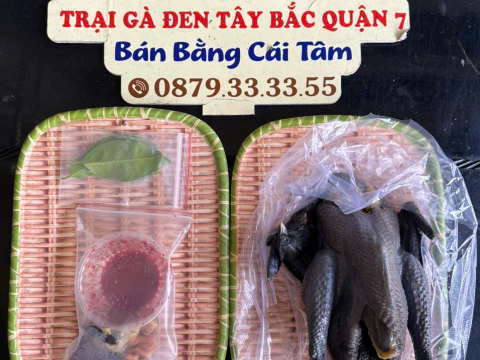 Trại gà đen Tây Bắc Sơn Vũ