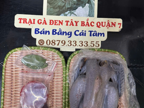 Trại gà đen Tây Bắc Sơn Vũ