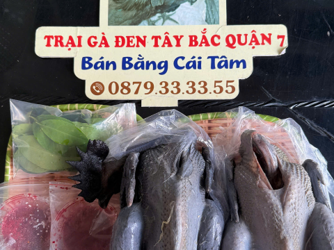 Trại gà đen Tây Bắc Sơn Vũ