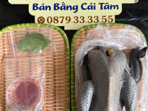 Trại gà đen Tây Bắc Sơn Vũ