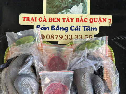Trại gà đen Tây Bắc Sơn Vũ
