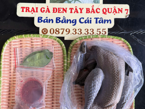 Trại gà đen Tây Bắc Sơn Vũ