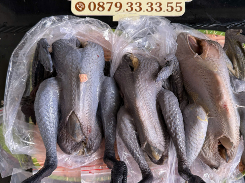 Trại gà đen Tây Bắc Sơn Vũ