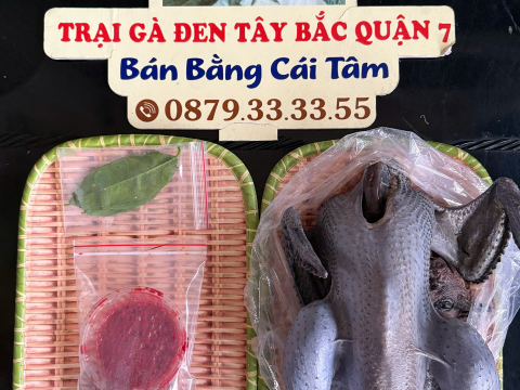 Trại gà đen Tây Bắc Sơn Vũ
