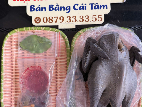Trại gà đen Tây Bắc Sơn Vũ