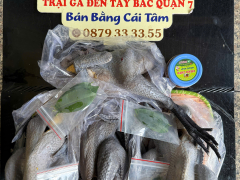 Trại gà đen Tây Bắc Sơn Vũ