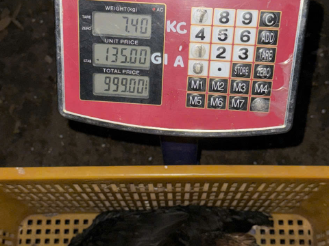 Trại gà đen Tây Bắc Sơn Vũ