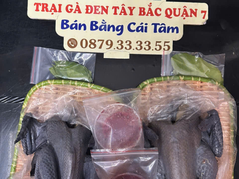 Trại gà đen Tây Bắc Sơn Vũ