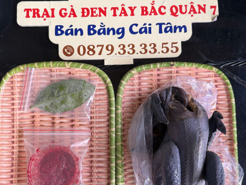Trại gà đen Tây Bắc Sơn Vũ