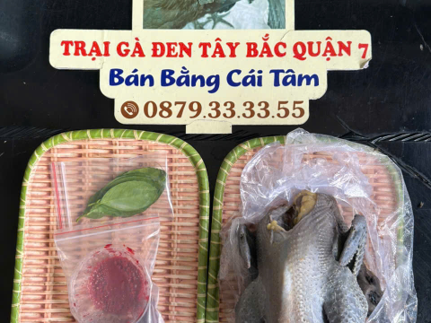 Trại gà đen Tây Bắc Sơn Vũ