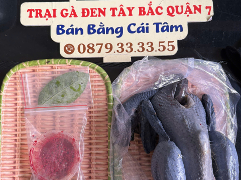 Trại gà đen Tây Bắc Sơn Vũ