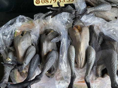Trại gà đen Tây Bắc Sơn Vũ