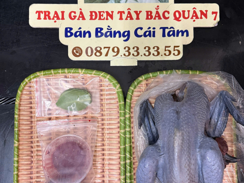 Trại gà đen Tây Bắc Sơn Vũ
