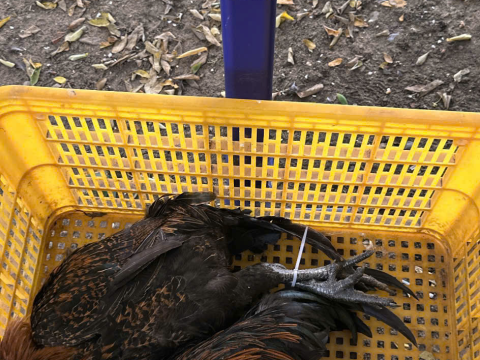 Trại gà đen Tây Bắc Sơn Vũ