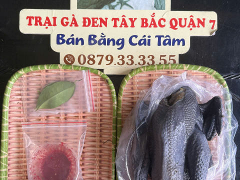 Trại gà đen Tây Bắc Sơn Vũ