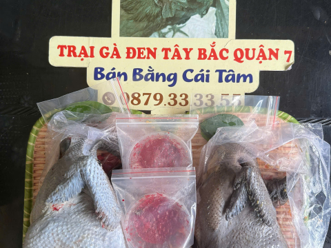 Trại gà đen Tây Bắc Sơn Vũ