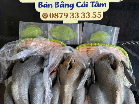 Trại gà đen Tây Bắc Sơn Vũ