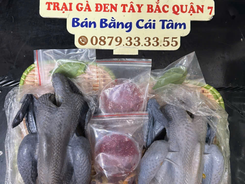 Trại gà đen Tây Bắc Sơn Vũ
