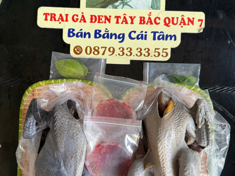 Trại gà đen Tây Bắc Sơn Vũ
