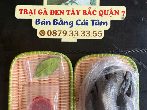 Trại gà đen Tây Bắc Sơn Vũ