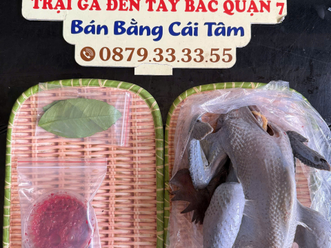 Trại gà đen Tây Bắc Sơn Vũ