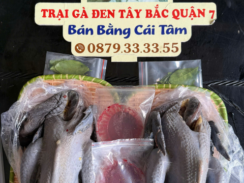 Trại gà đen Tây Bắc Sơn Vũ