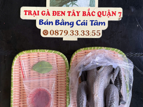 Trại gà đen Tây Bắc Sơn Vũ