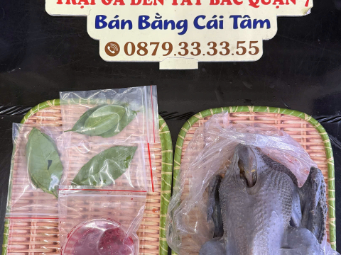 Trại gà đen Tây Bắc Sơn Vũ