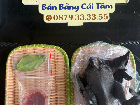 Trại gà đen Tây Bắc Sơn Vũ