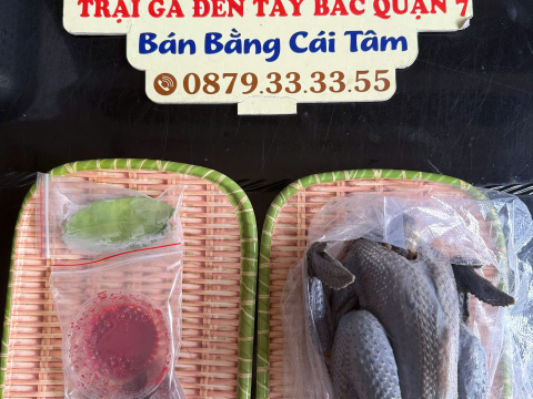 Trại gà đen Tây Bắc Sơn Vũ